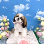 シーズー犬　スフレちゃん